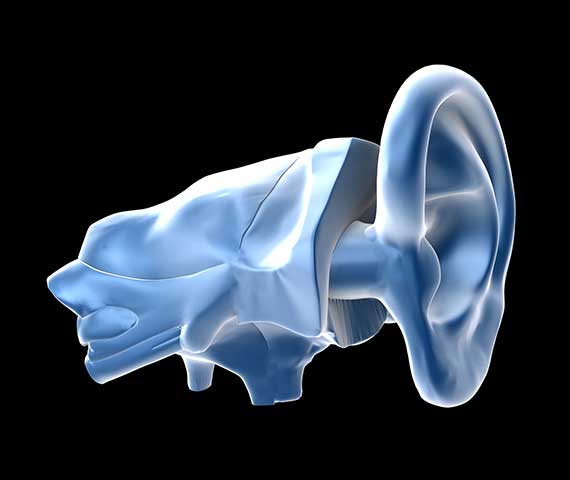 3D-Diagram-of-the-Ear