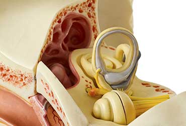 3D-Model-of-the-Inner-Ear-UCI-Audiology