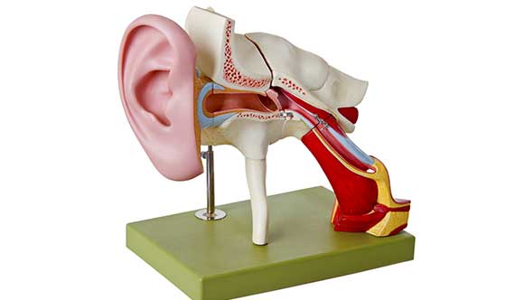 3D-Model-of-the-Inner-Ear