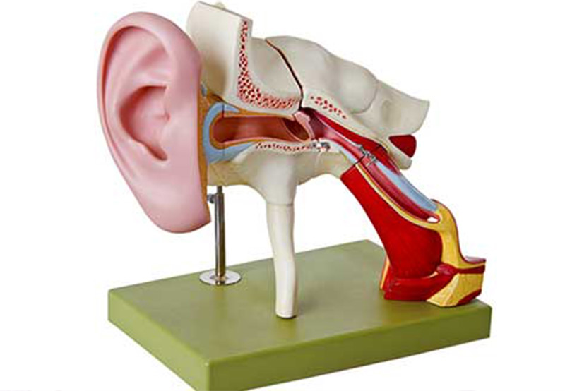 3D-Model-of-the-Inner-Ear