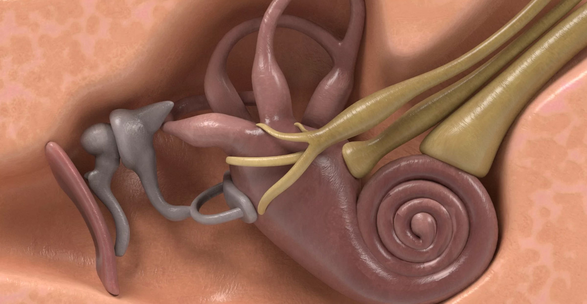 Computer-Generated-Model-of-the-Inner-Ear